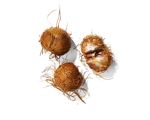 Oat